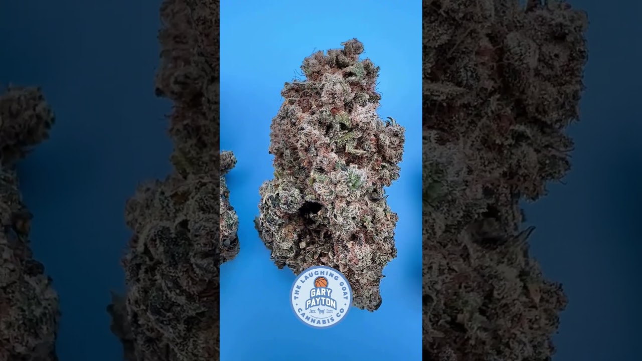 Meet Gary Payton: The Game-Changing Strain! 
