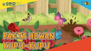 Fakta Menarik Hewan Kupu-Kupu
