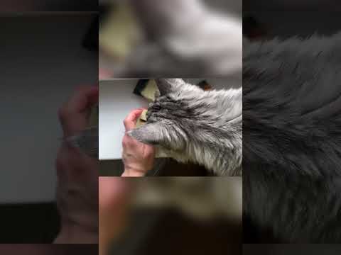 Кофе внутри печенек! Так ли это😋