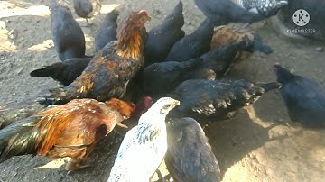 Qaib Hmoob loj tag lawm