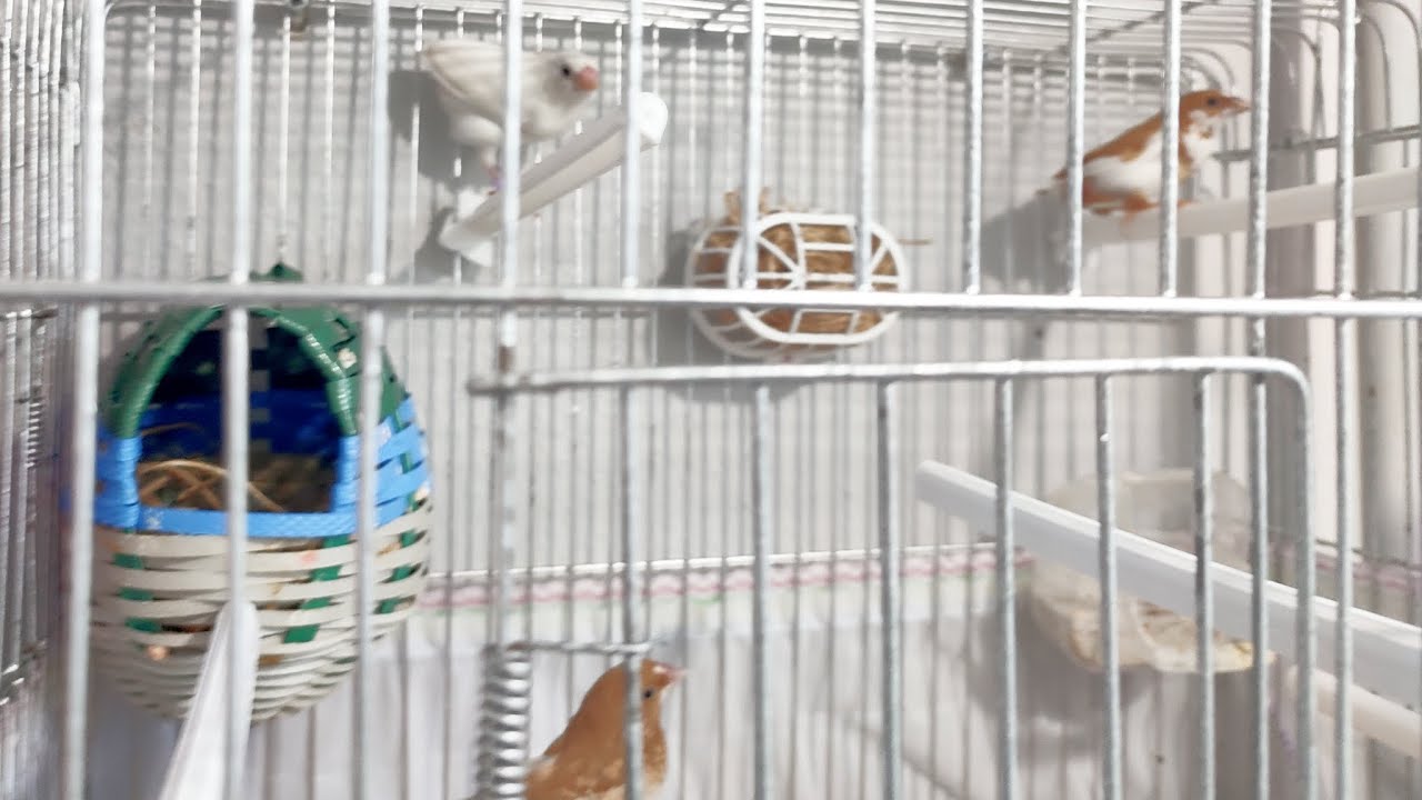 Bakıcı Bengal İspinozu Aldım Seri Üretim Başlasın