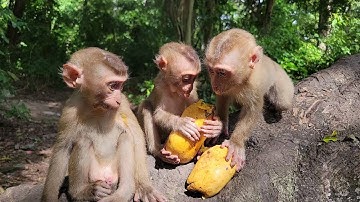 Watch This Irresistibly Cute Baby Monkey Enjoy Mango Time! 🐒🌹💞