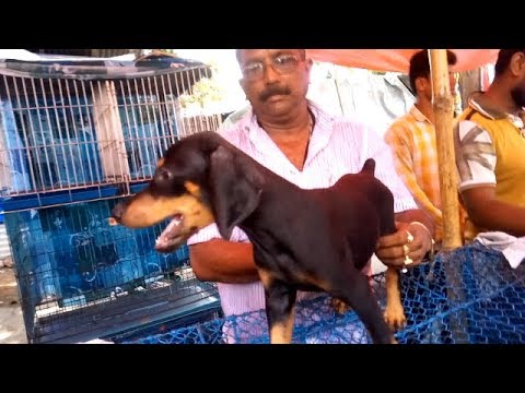 puppy paradise Energetic Imported Blood Line Doberman In Galiff Street 2019