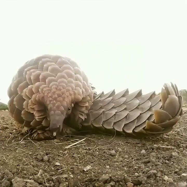 Pangolin extending its tongue