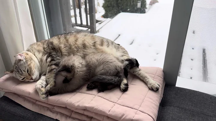 Watch the video about Highland Lynx & Ragdoll Kitten Sleeping Together in a Cold Winter Day