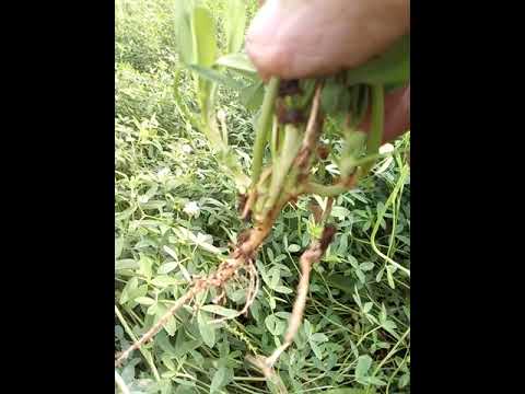 البرسيم المصري محصول علف الحيوان ويفيد الأرض الزراعيه