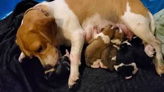 Beagle dog giving birth