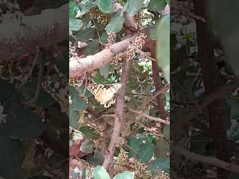 فراشة ترعى على أزهار الخروب الأنثى سبحان الله