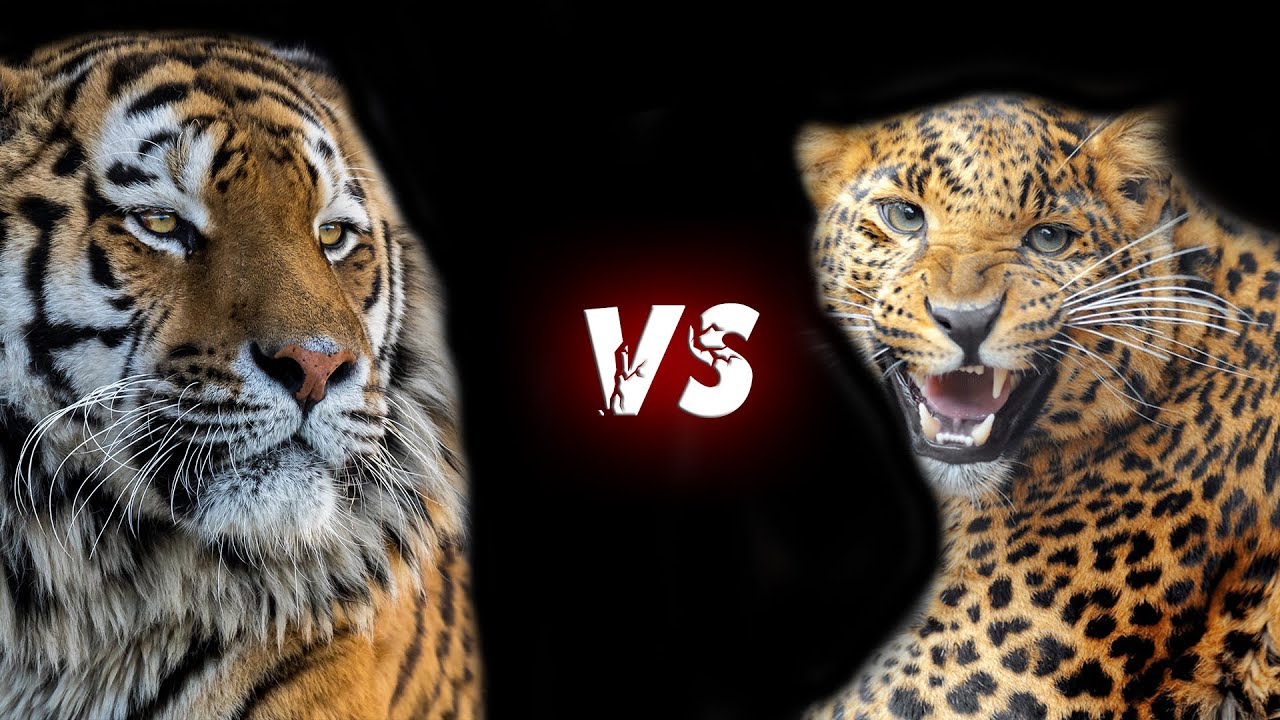 Тигр против леопарда. Тигр vs леопард. Гибрид тигра и леопарда. Ягуар vs тигр.