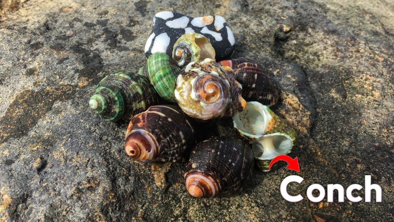 Some beautiful sea conch shells - YouTube