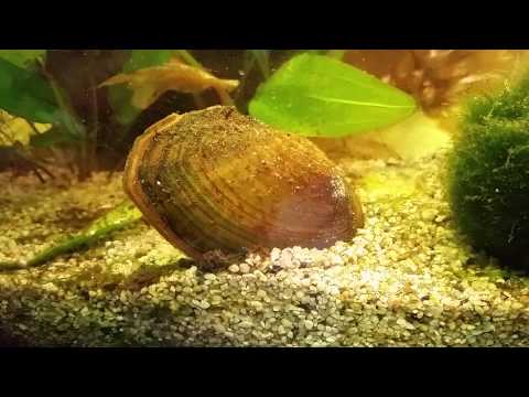 Video: Muschelgestein (29 Fotos): Was Ist Das? Die Größe Und Wärmeleitfähigkeit Des Steins, Muschelgestein Im Aquarium Und Der Zaun Aus Fliesen, Der Ursprung Des Dagestaner Muschelgestein