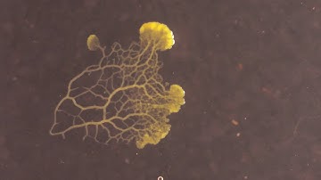 Physarum Polycephalum | Isolated Plasmodium migration #2
