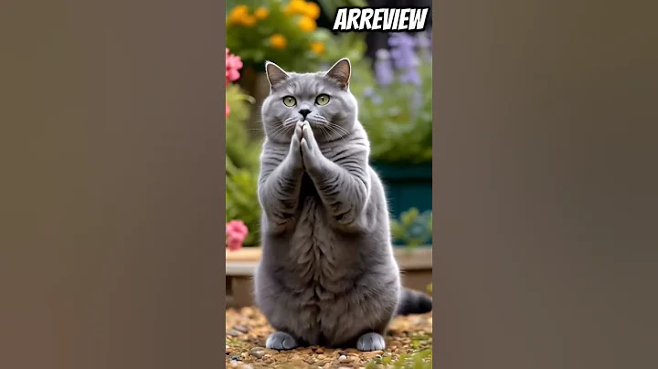 Video 9883281: adorable british shorthair, funny cat