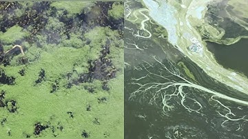 Harmful algal blooms expanding across Utah waters