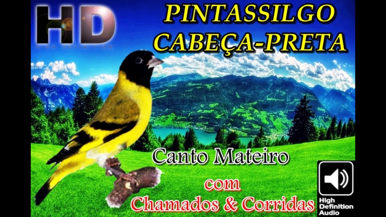 pintassilgo canto mateiro