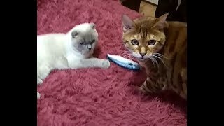 Лживая рыба, коту не подарок. Лживая рыба, коту не подарок.
