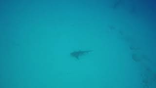 Bull Sharks14