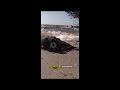 Ancient creatures, modern medicine: Horseshoe crab monitoring in Brevard County