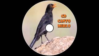 El Canto del Mirlo / ElTitiHD