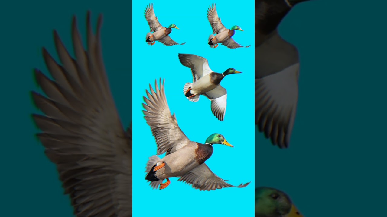 Mallard duck Sound, Duck Mallard Calling 