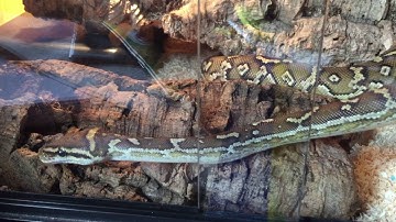 Angolan Python Enclosure