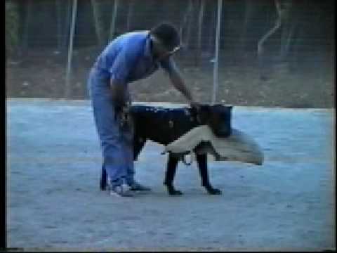 Video: Cuccioli E Cani Di Addestramento Della Cassa