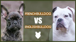 FRENCH BULLDOG VS ENGLISH BULLDOG