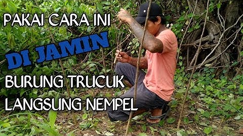 cara AMPUH memikat burung TRUCUK yang tau dengan pulut