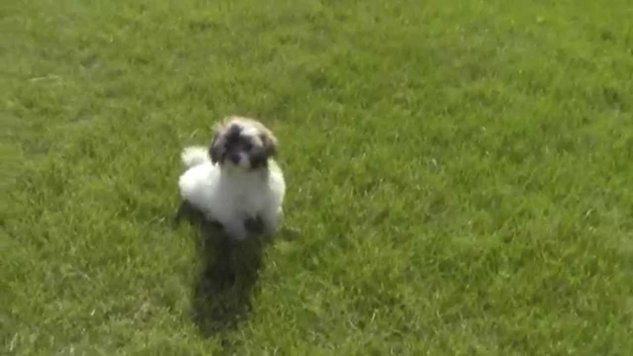 shichon hypoallergenic