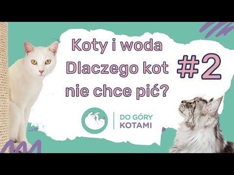 Koty i woda - Dlaczego kot nie chce pić? | Podcast Do góry kotami 002 | Joanna Szopińska