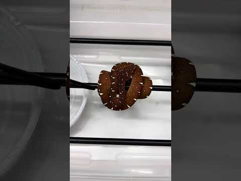 Tease Feeding Shy Baby Green Tree Python