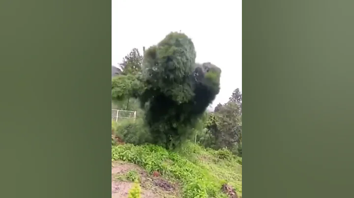 Is this the scariest tree ever?!!!