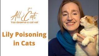 Lily Poisoning in cats