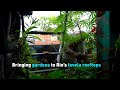 Environmentalist brings fresh garden to rooftops of Rio’s favelas