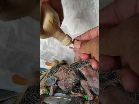 Cómo alimentar un