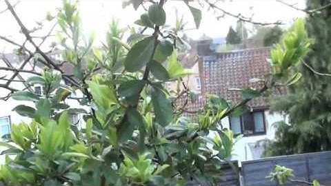 Spring has Sprung official music video