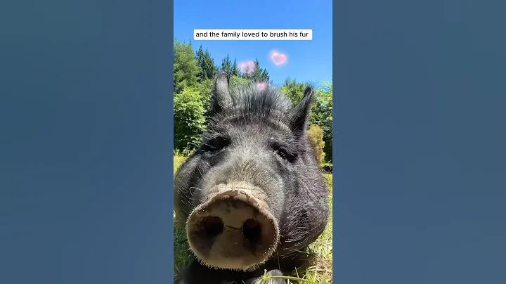 A man found a lost wild boar and then adopted it #wildboar #wildanimals