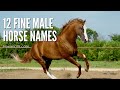 Fine Male Horse Names for Your Good-Looking Stallion