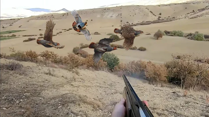 EFSANE DUBLE KEKLİK VURUŞU TOZ ÇIKARTAN Bİ AV OLDU Partridge Hunt #shorts #shotkam #armsan