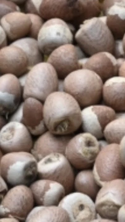 benefits-of-betel-nut-fir-skin-uses-of-betel-nut-supar-i-betelnut