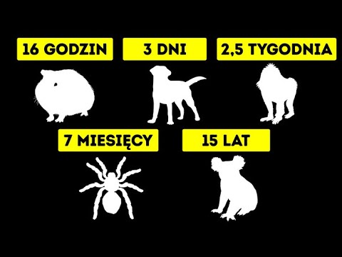Wideo: Jakie zwierzęta żyją u podnóża?