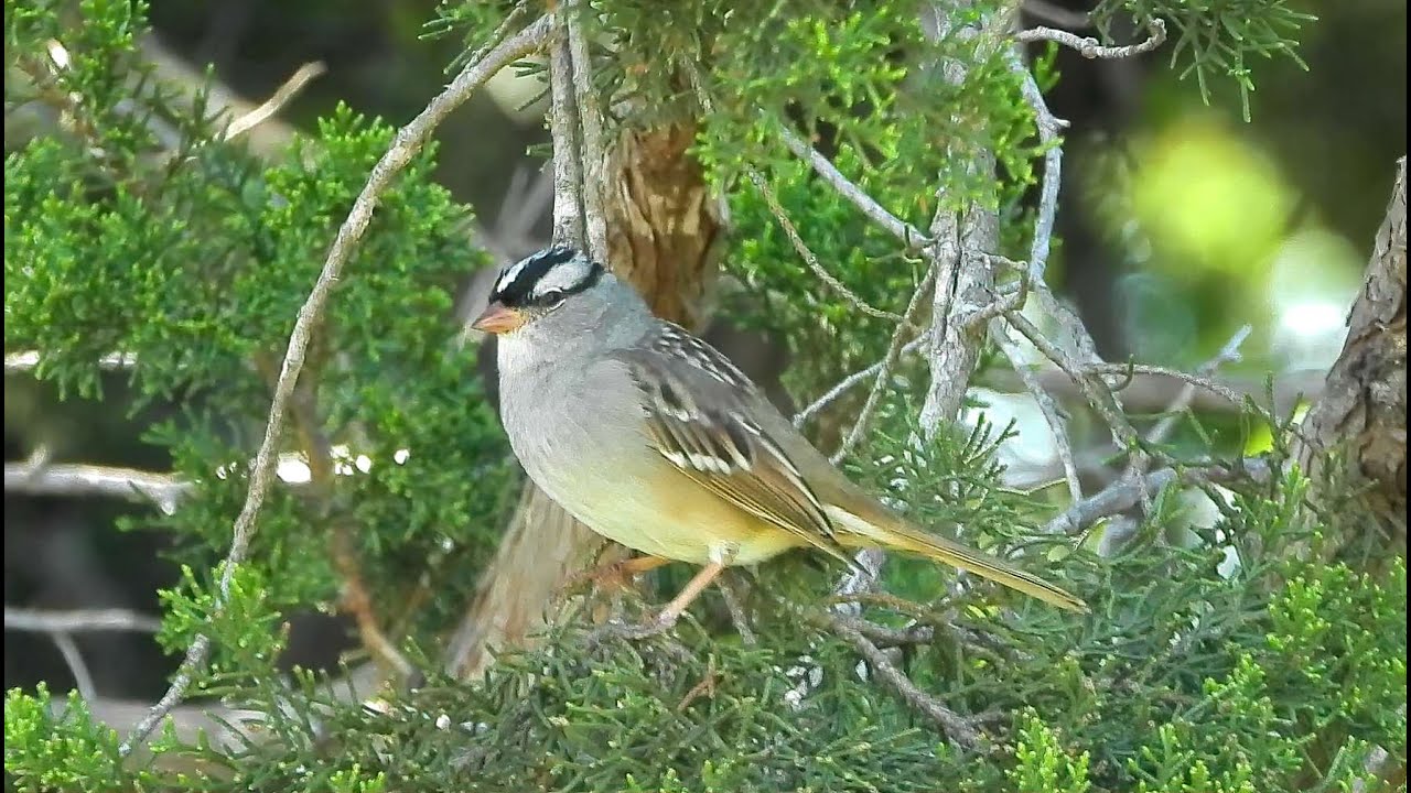 White-crowned Sparrows - Pat O'Neil's Video Bird IDs