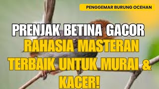 Download Lagu Prenjak Betina Gacor: Rahasia Masteran Ampuh untuk Murai Batu \u0026 Kacer Juara! MP3 Download Lagu Prenjak Betina Gacor: Rahasia Masteran Ampuh untuk Murai Batu \u0026 Kacer Juara! MP3
