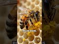 Bee Leg Hairs: The Hive’s Hidden Cleaning Crew