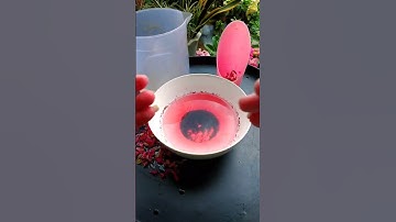 Cách Thu Hoạch Hạt Giống Xương Rồng #shorts #viral #xuongrong #hatgiongxuongrong