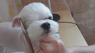 말티즈 Maltese 얼굴컷 +전체미용하기 full clipping(3mm역미용) 강아지전체미용하는법!