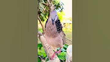 Best dove sound.#shortsl #dove #birdsounds #dovesound #funny #birds
