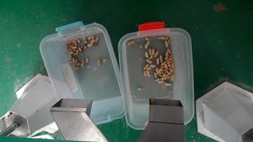 single chute color sorter soting peanuts with shell, peanuts color sorter