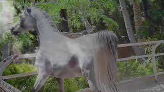 one of the most beautiful stallion in Egypt  breed and owned by  Albadeia"s  stud