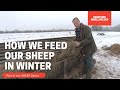 Feeding Sheep in the depths of Winter.  Smallholding in the UK